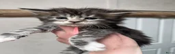 Maine Coon cats for sale: Stunning pedigree Maine coon kittens TICA  - Advert 14