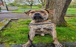 Presa Canario dogs for stud: Gwauro - Pressa X Dutch Herder - Image 9