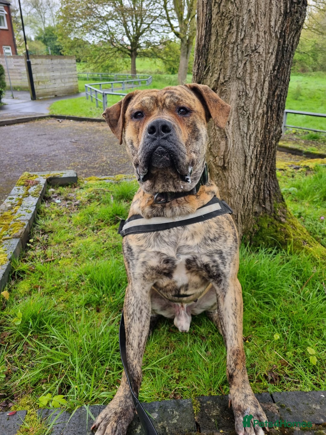 Presa Canario dogs for stud: Gwauro - Pressa X Dutch Herder - Image 9