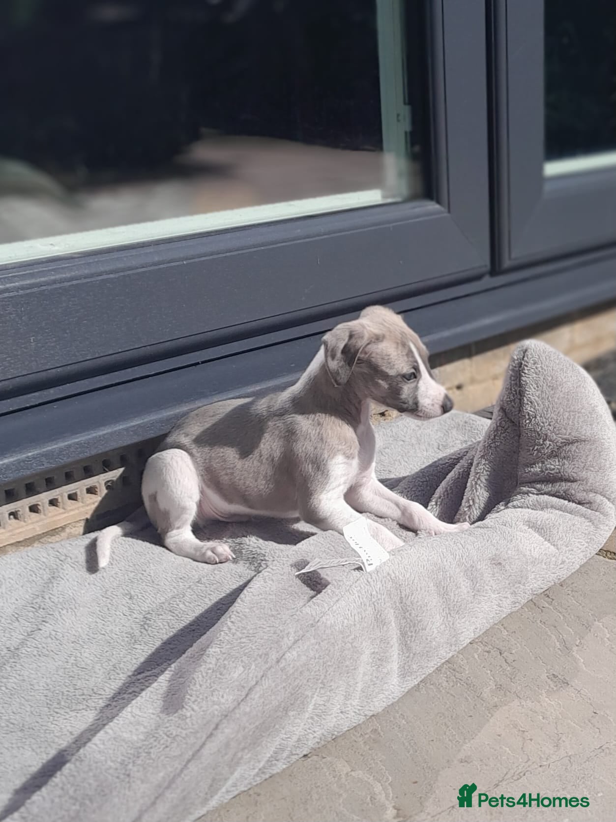 Mixed Breed dogs Whippet x italian greyhound  - Advert 10