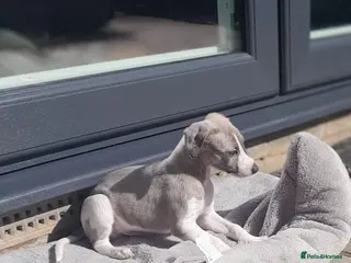 Mixed Breed dogs Whippet x italian greyhound - Advert 10