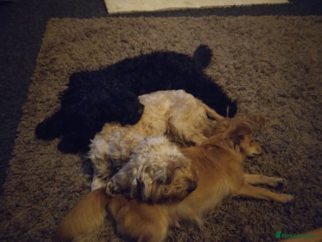 Cockapoo dogs for sale: Gorgeous puppies  - Image 3