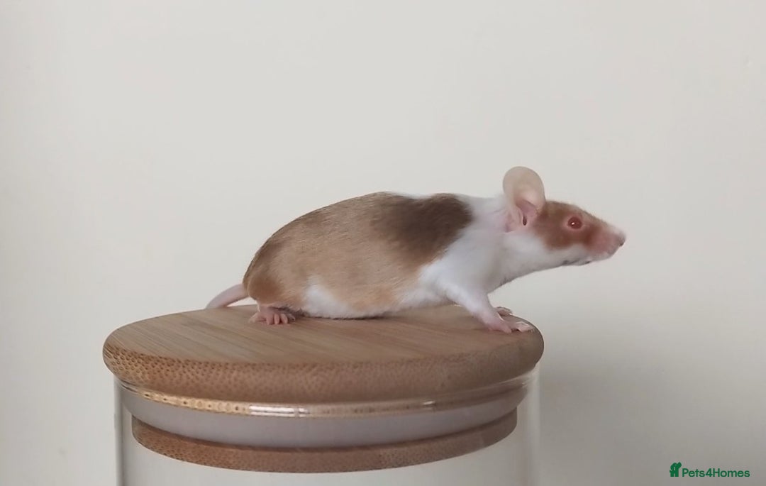 Mouse rodents for sale: 🐭 Female Mice Available for Adoption 🐭 - Image 19