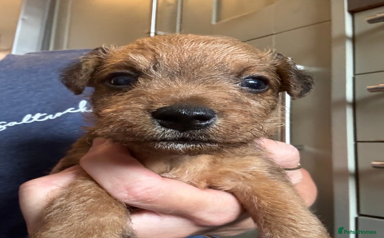 Lakeland Terrier dogs - Advert 1