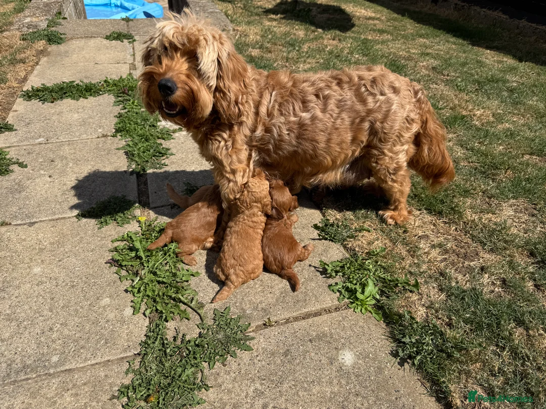 Cockapoo dogs for sale: F1b cockapoo  - Advert 2