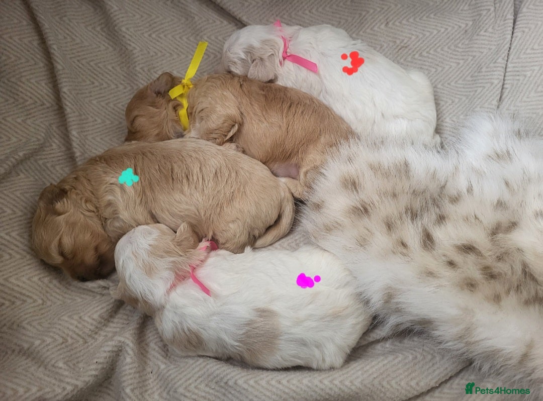 Maltipoo dogs for sale: Toy maltipoo puppies  - Advert 7