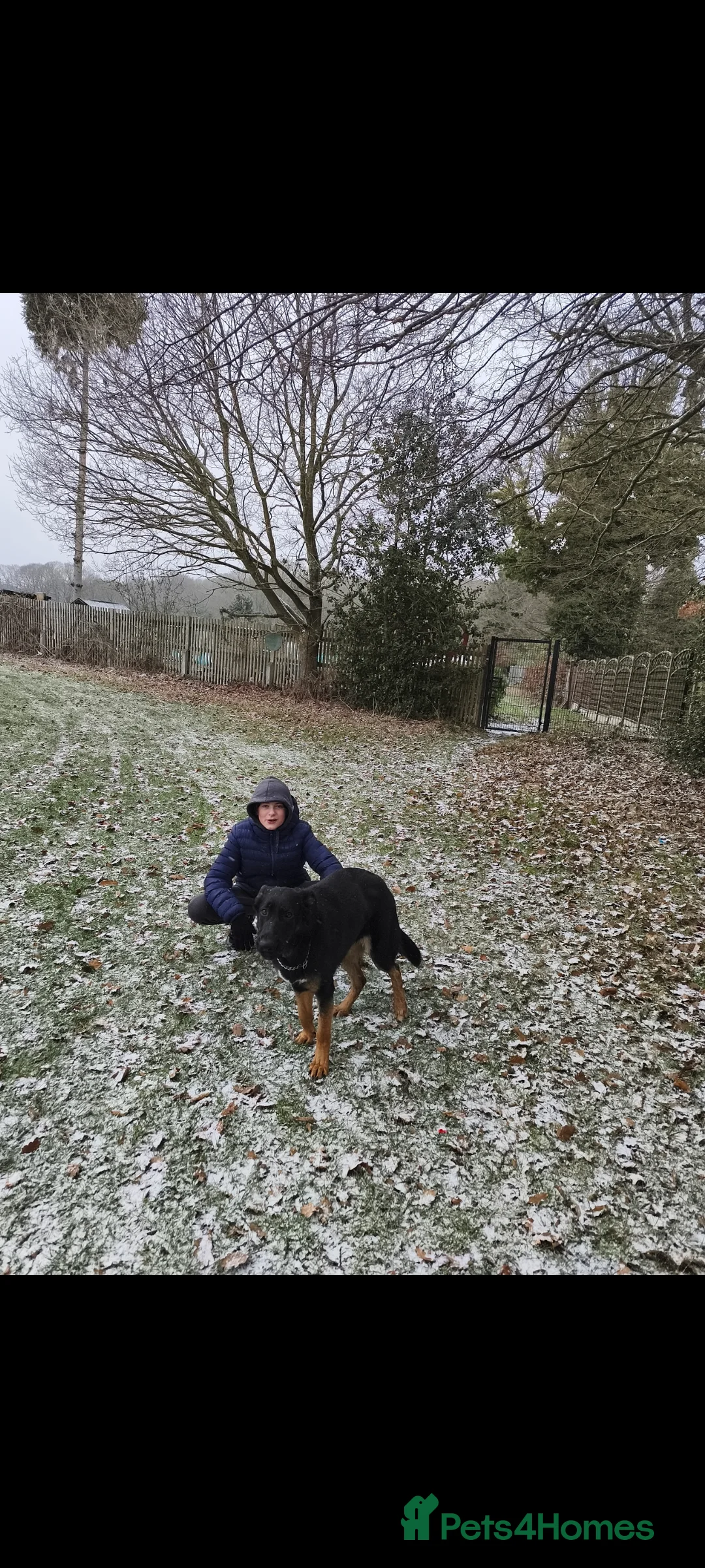 German Shepherd dogs for sale: 2 Female German Shepherd Alsatian Rehome together - Advert 9