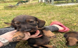 Dachshund dogs for sale: Standard Wire Haired Dachshunds  - Image 17