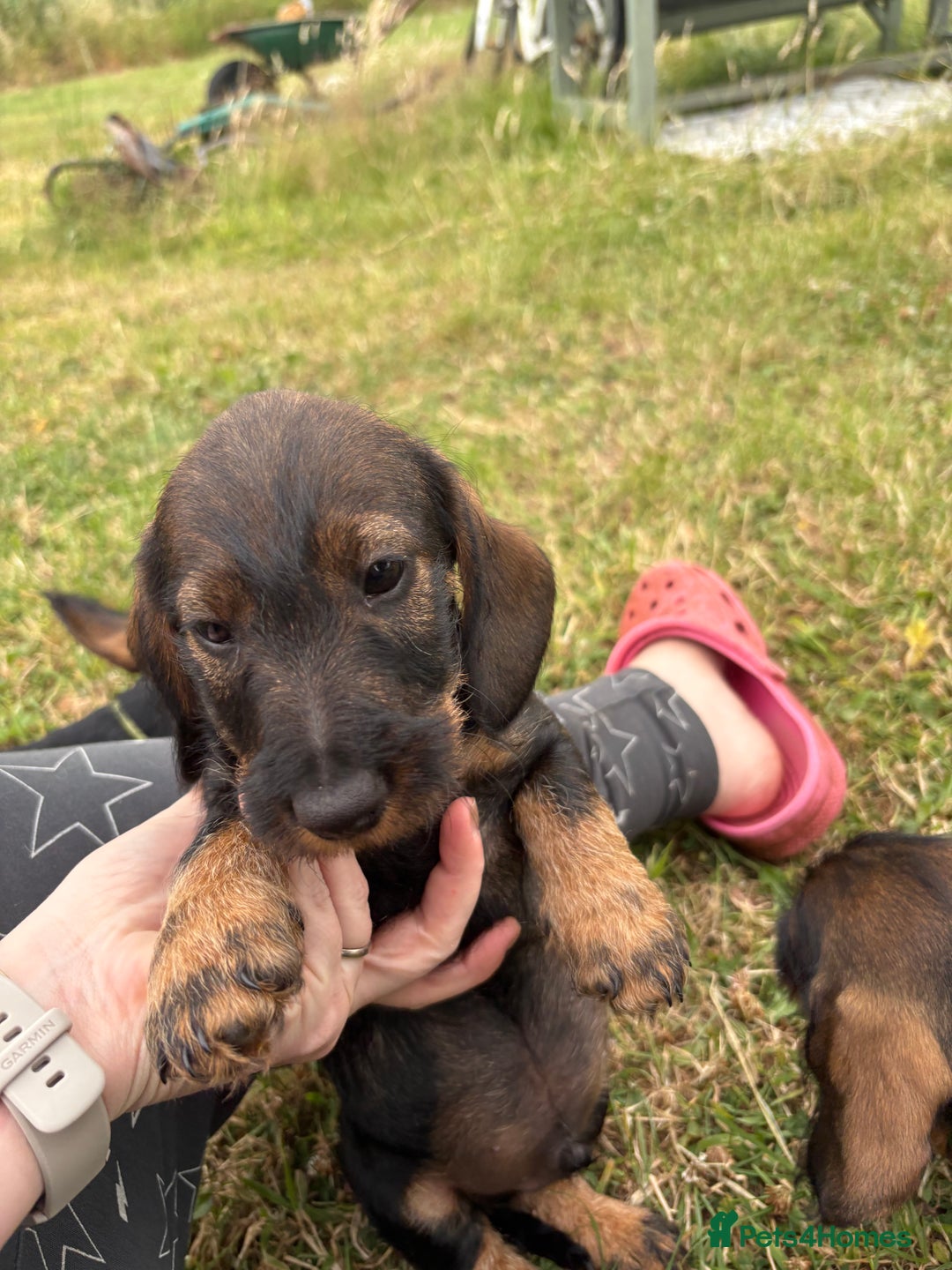 Dachshund dogs for sale: Standard Wire Haired Dachshunds  - Image 17