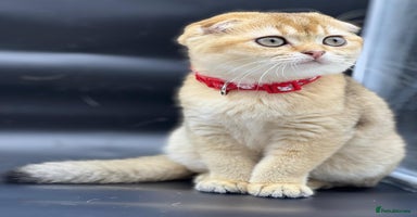 Scottish Fold cats - Advert 7