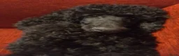Standard Poodle dogs for sale: Standard Poodle puppies - Advert 2