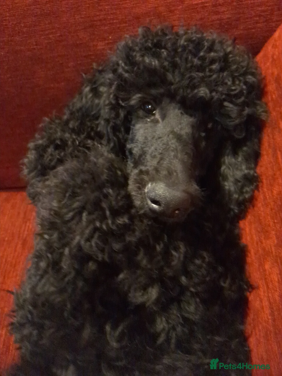 Standard Poodle dogs for sale: Standard Poodle puppies - Advert 2