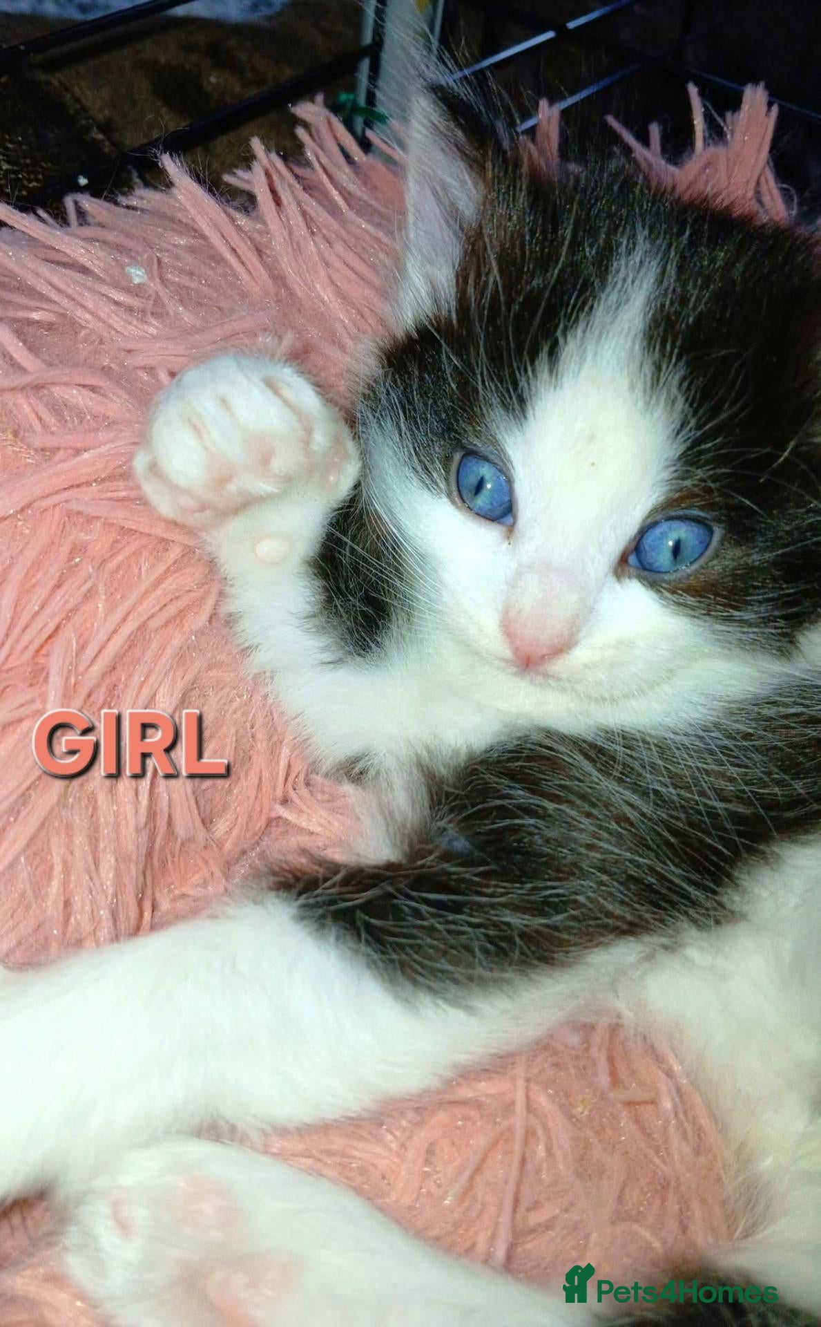Mixed Breed cats Ragdoll cross kittens  - Advert 5