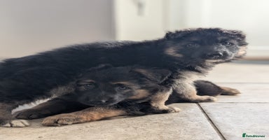 German Shepherd dogs - Advert 5