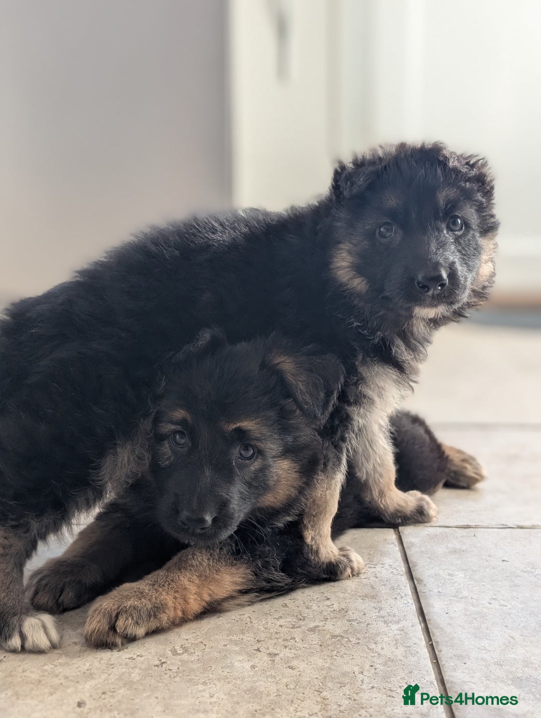 German Shepherd dogs for sale: 💛 German Shepherd Puppies – Full Pedigree Parents - Image 3