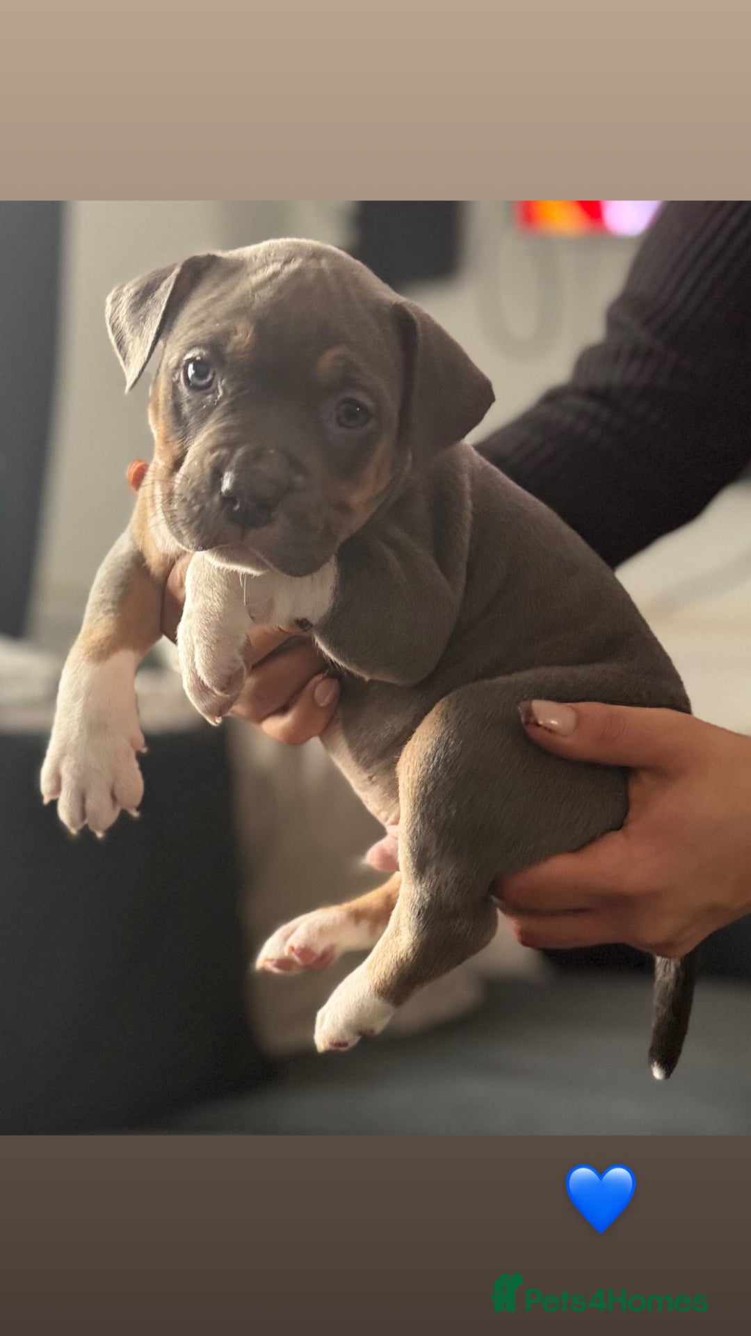 American Bully dogs for sale: 3 furbabies left ! ABKC Classic American Bullys - Advert 4
