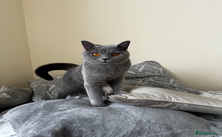 British Shorthair cats - Advert 1