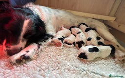 English Springer Spaniel dogs for sale: English Springer Spaniel puppies for sale - Image 1