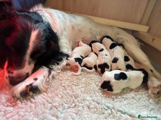 English Springer Spaniel dogs for sale - Advert 1