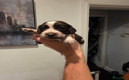 Cocker Spaniel dogs for sale: Kc registered mixed litter - Image 14