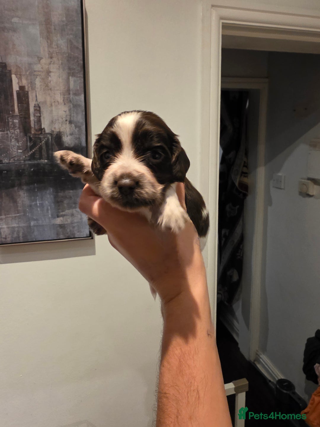 Cocker Spaniel dogs for sale: Kc registered mixed litter - Image 14