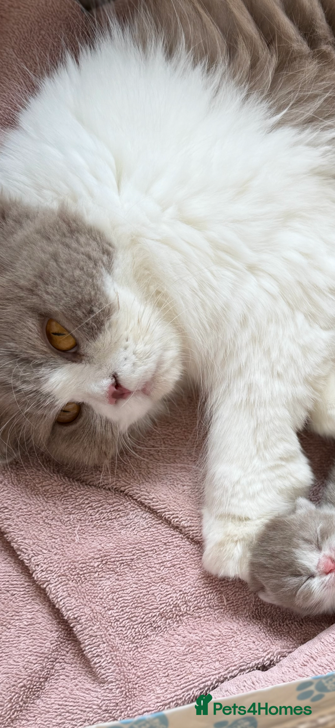 British Shorthair cats for sale:  British short hair Kittens – Waiting List Open ✨ - Advert 3