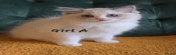 Ragdoll cats for sale: Show quality kittens ready 22nd - Advert 10