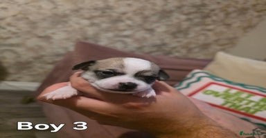 Chihuahua dogs - Advert 5