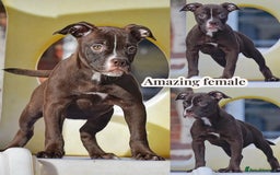 Olde English Bulldogge dogs for sale: COUNCIL APPROVED 5⭐️RATED.. 23 YEARS EXPERIENCE  - Image 6