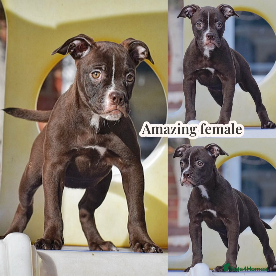 Olde English Bulldogge dogs for sale: COUNCIL APPROVED 5⭐️RATED.. 23 YEARS EXPERIENCE  - Image 6