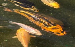 Koi Carp fish for sale: UK koi carp  - Image 27