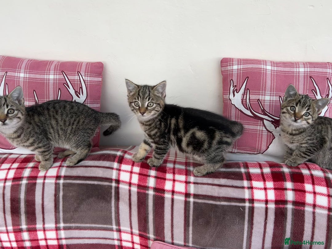 Mixed Breed cats for sale: 5 Gorgeous Tabby Kittens for sale. - Advert 7