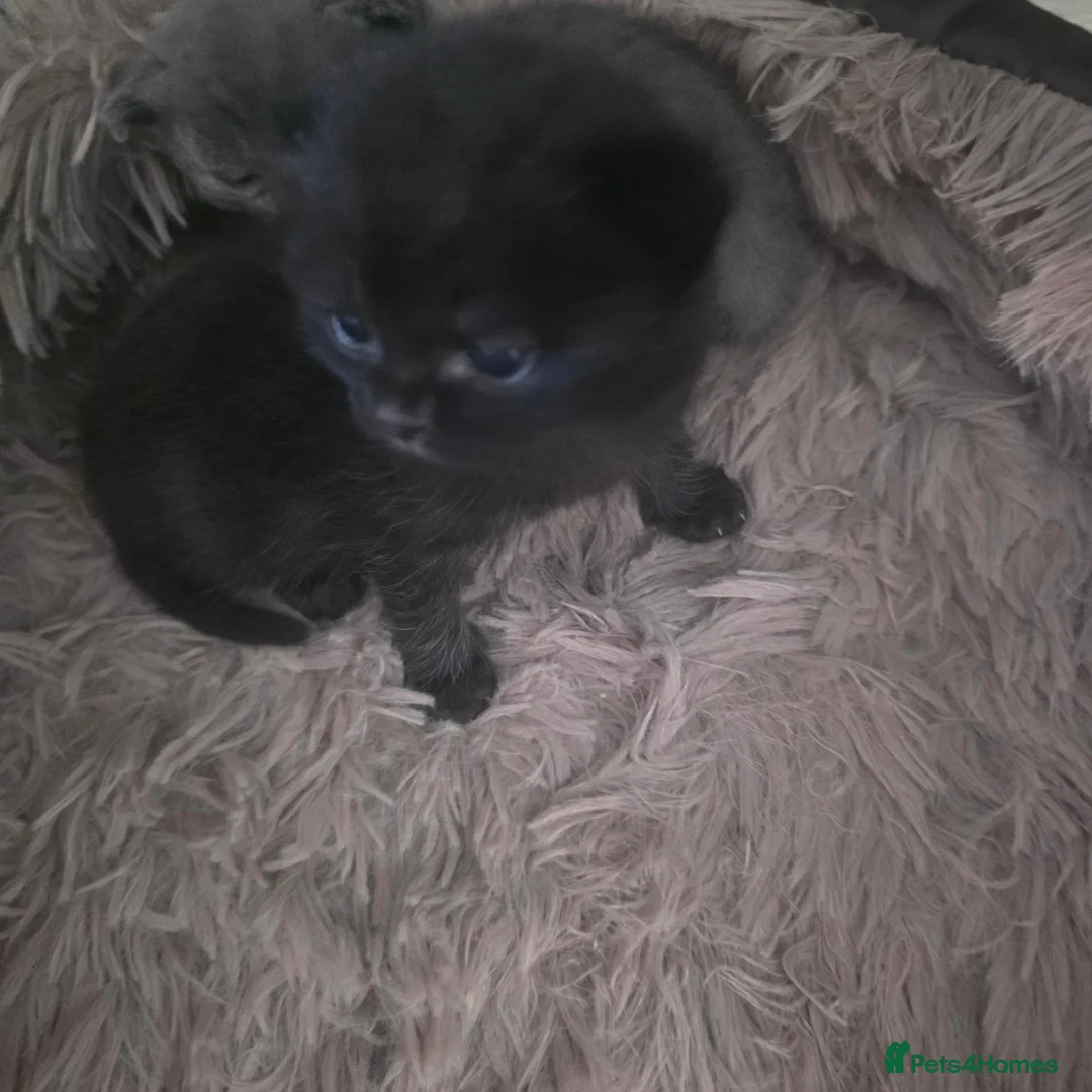 Russian Blue cats for sale: Russian blue mixed  - Advert 2