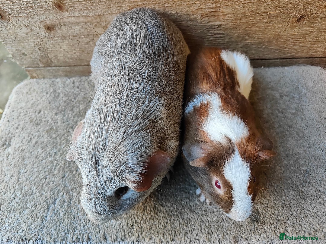 Guinea Pig rodents for sale: Male guinea pigs ready now - Advert 4
