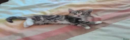 Mixed Breed cats for sale: 4 beautiful and gorgeous kittens😻😸😺😽 in London - Advert 6