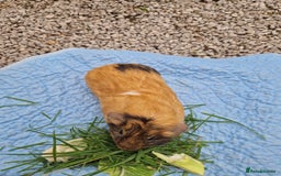Guinea Pig rodents for sale: Beautiful smooth coat American breed - Image 4