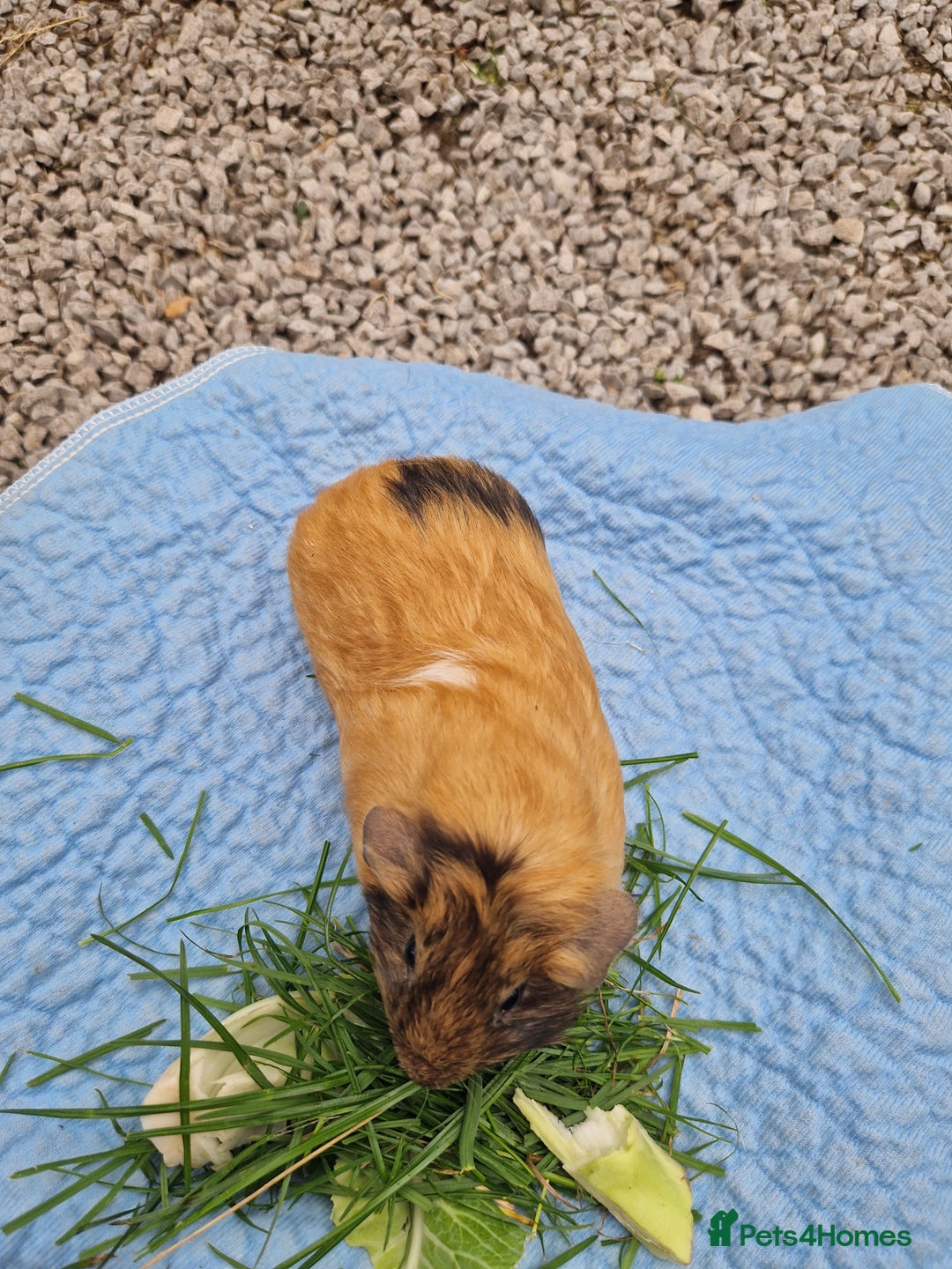 Guinea Pig rodents for sale: Beautiful smooth coat American breed - Image 4