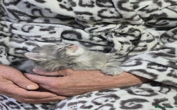British Longhair cats for sale: Beautiful female kitten  - Image 5