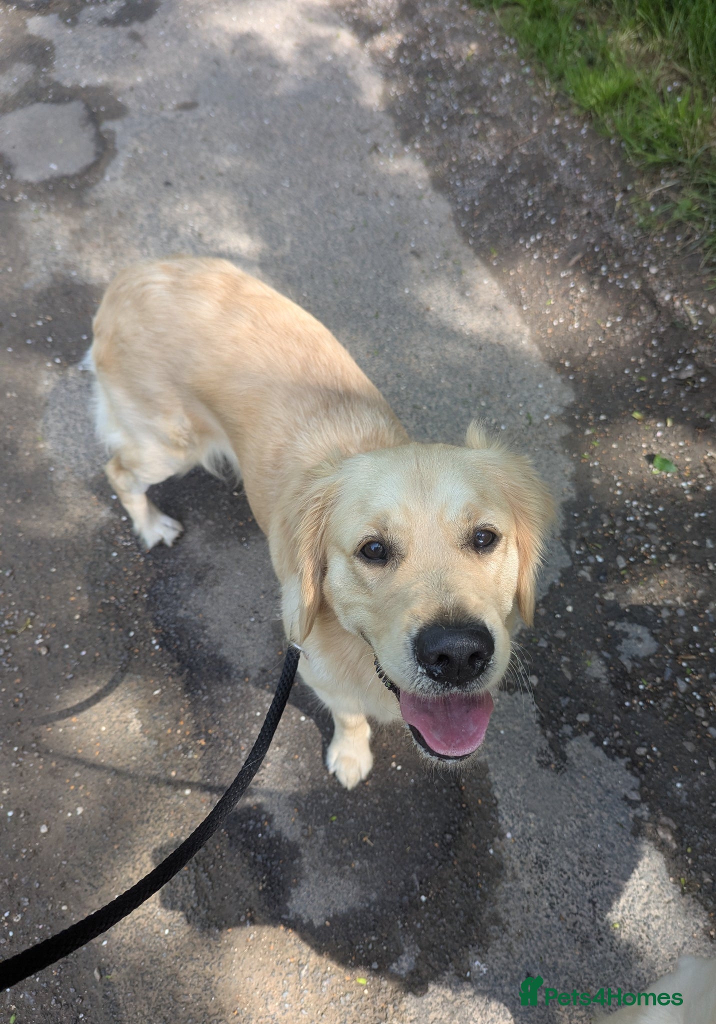 Golden Retriever dogs for sale: Gorgeous female golden retriever for rehome - Advert 2