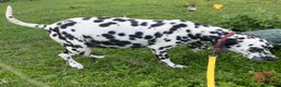 Dalmatian dogs for sale: Dalmatian puppys - Advert 9