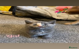 Ragdoll cats for sale: Calico kittens  - Image 3