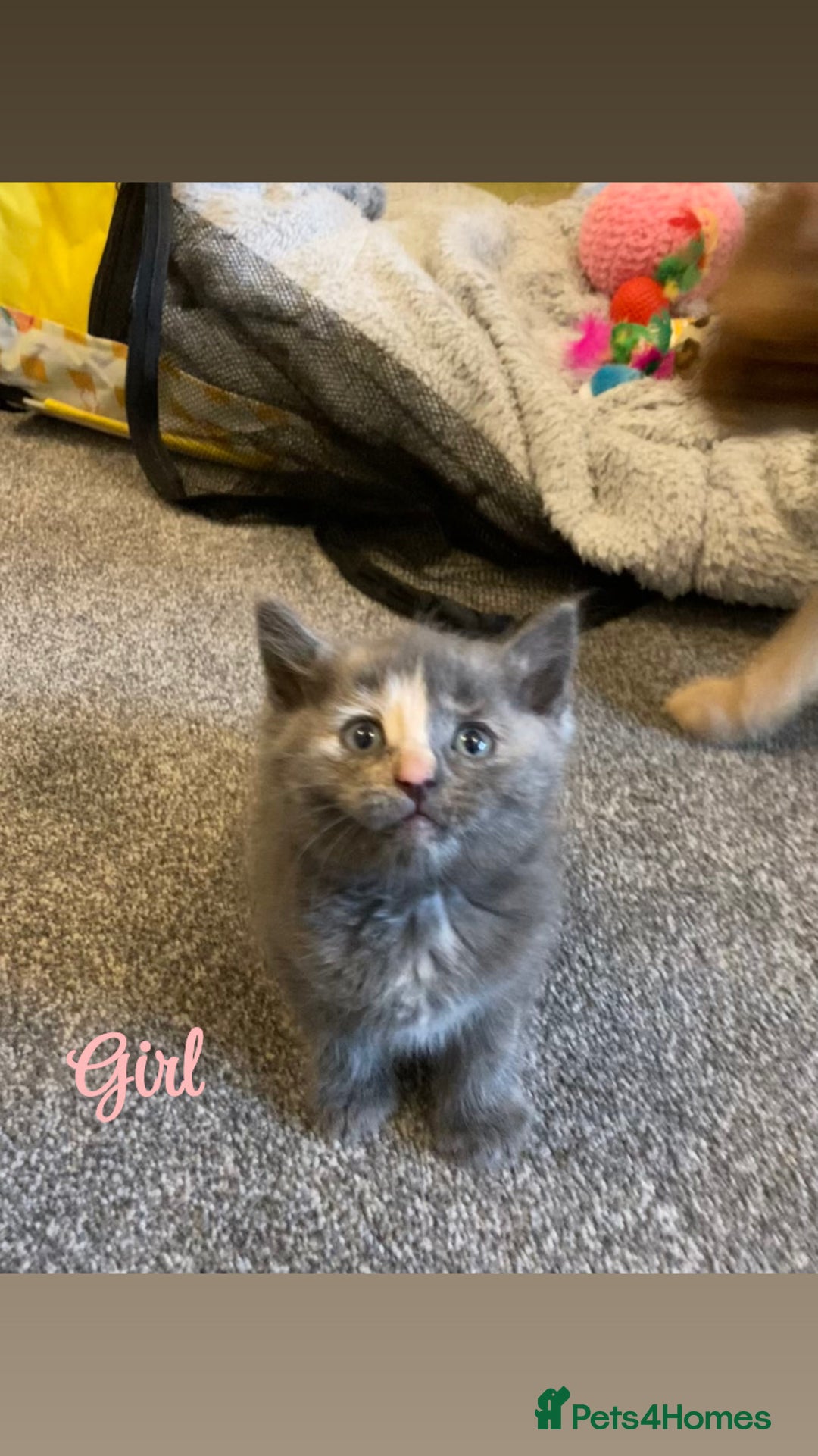 Ragdoll cats for sale: Calico kittens  - Image 3