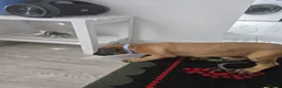 Belgian Shepherd Dog dogs for sale: 5 Belgian Shepherd Malinois Puppies - Advert 7