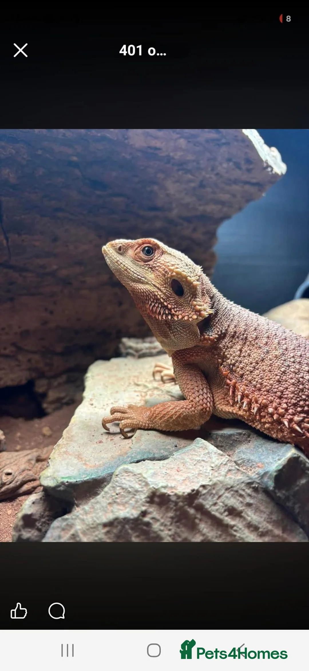Bearded Dragon reptiles for sale: Daisy the bearded dragon - Advert 2