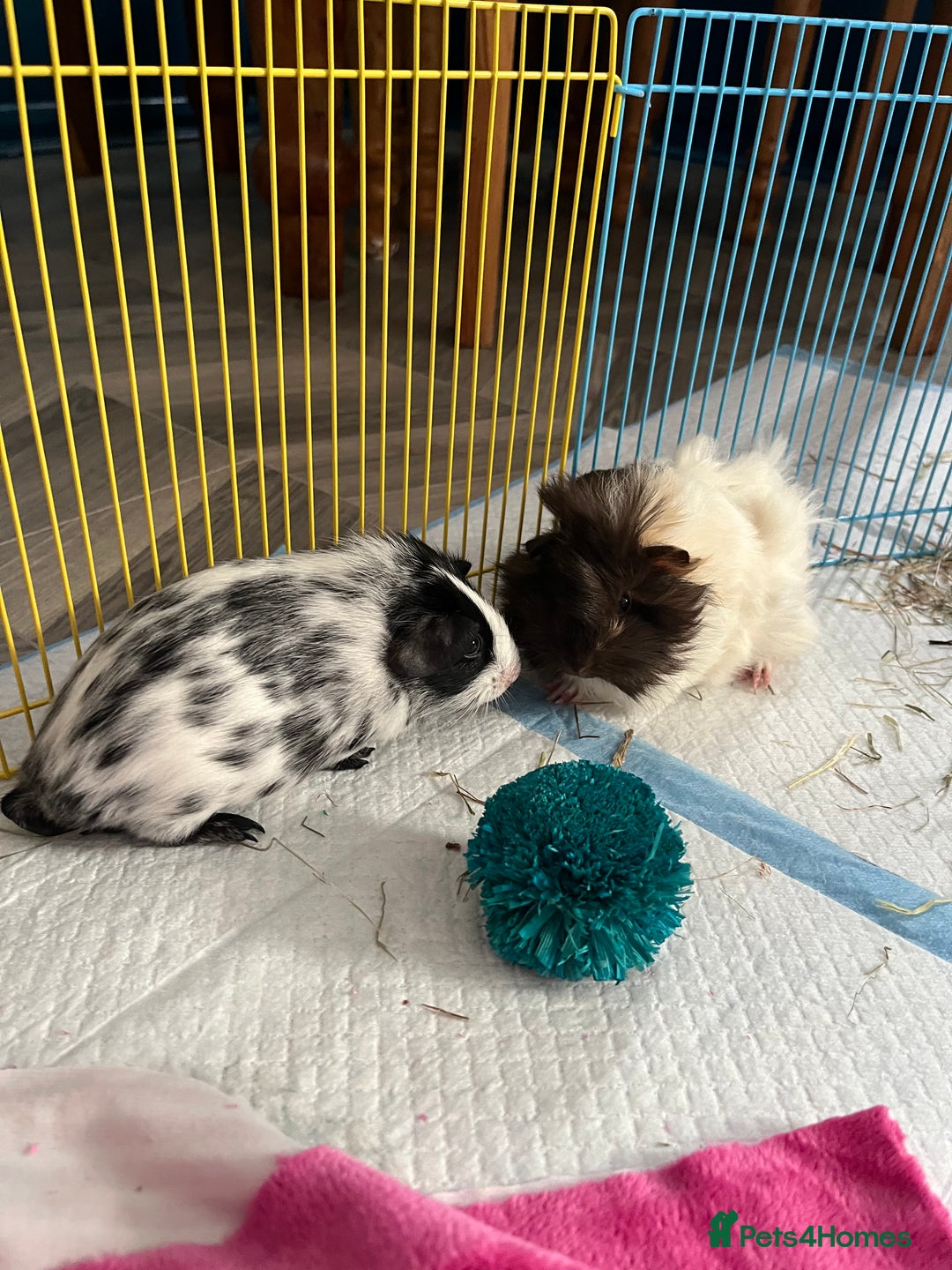 Guinea Pig rodents for sale: 2 female guinea pigs + complete set up! - Advert 4