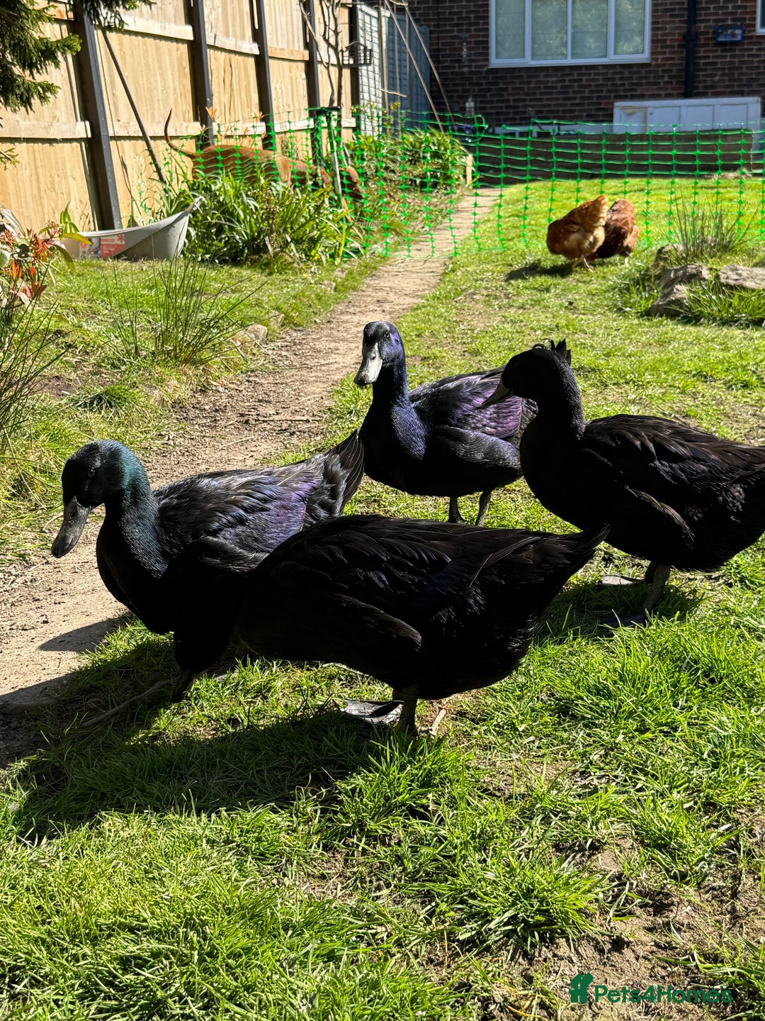 Ducks poultry for sale: Cayuga ducks - Image 1