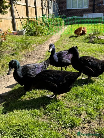 Ducks poultry - Advert 5