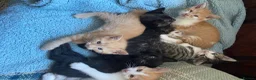 Mixed Breed cats for sale: Ready for New Adventures 🏠  - Advert 3