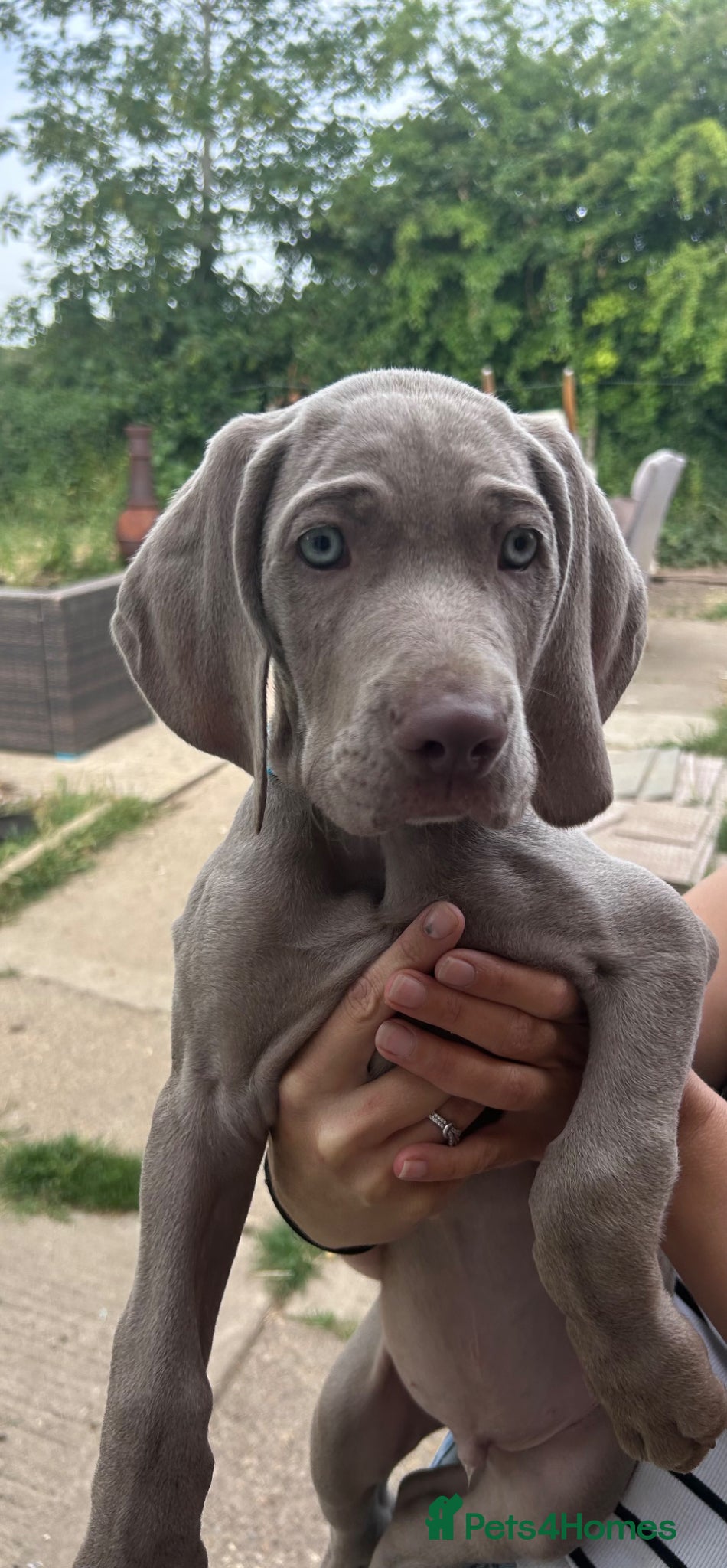 Weimaraner dogs kennel club registered Weimaraner puppies - Advert 1
