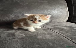 British Shorthair cats for sale: Kittens British shorthair mixed  - Image 28